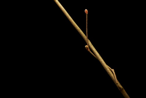 Microrrelato para Tinta de Calamar