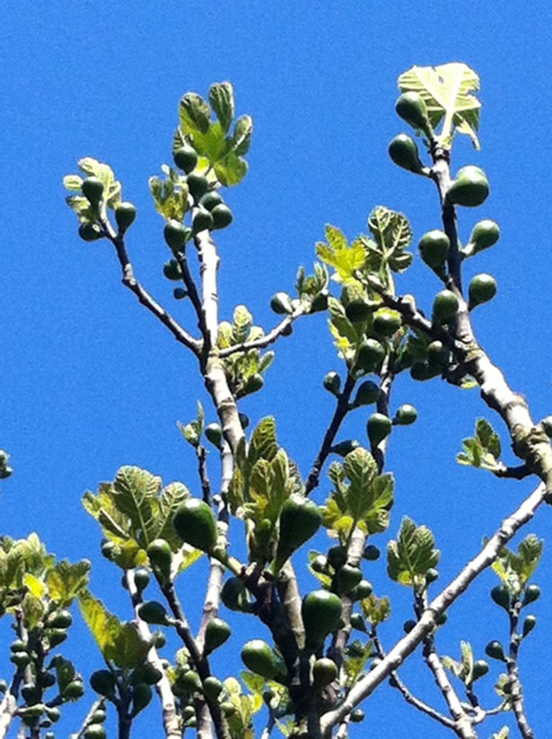 Celanova 2020 Microrrelato gastronómico